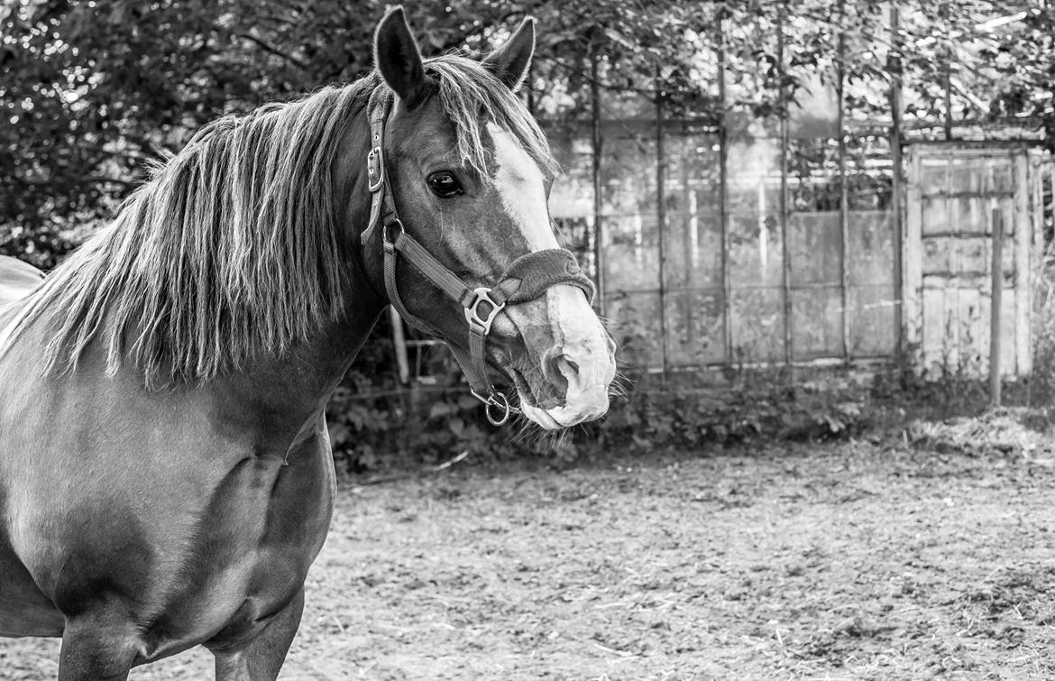 Welsh Pony af Cob-type (sec C) Pwllmelin Georgina (Blob)  billede 13