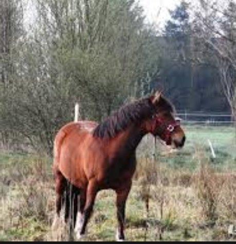 Welsh Pony af Cob-type (sec C) Miss Anton. ( Himmel hest ) billede 2