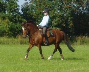 Welsh Pony af Cob-type (sec C) Miss Anton. ( Himmel hest ) billede 3