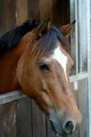 Welsh Pony af Cob-type (sec C) Miss Anton. ( Himmel hest ) billede 4
