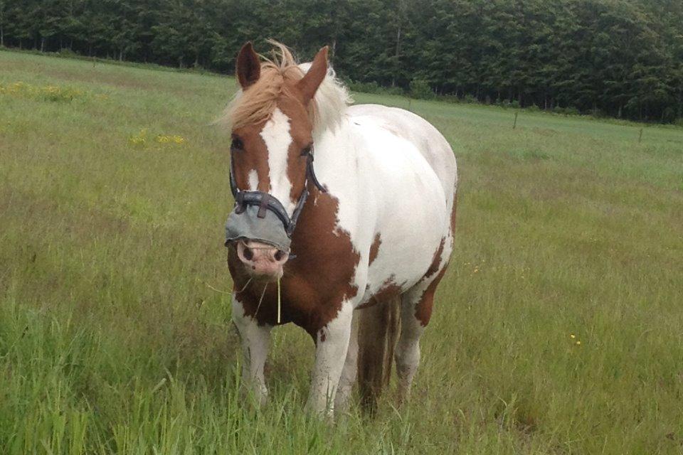 Anden særlig race Rugholms Bella  - Sommer 2015 billede 17