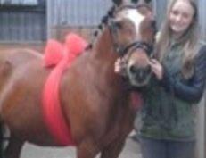 Welsh Pony af Cob-type (sec C) Miss Anton. ( Himmel hest ) - Dar jeg fik hende i føselsdag's gave. billede 6