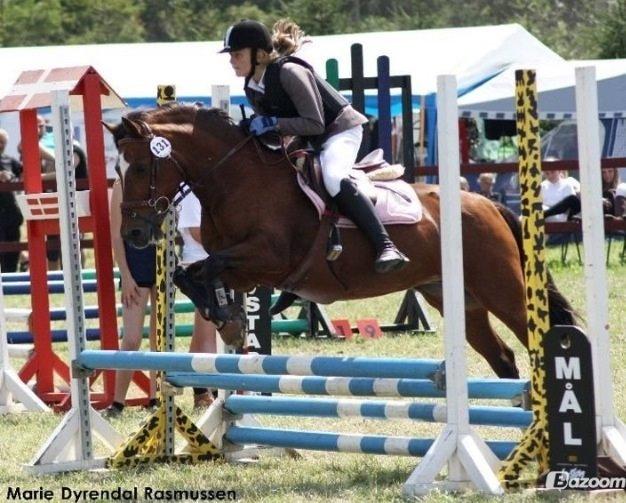 Welsh Pony af Cob-type (sec C) Miss Anton. ( Himmel hest ) billede 8