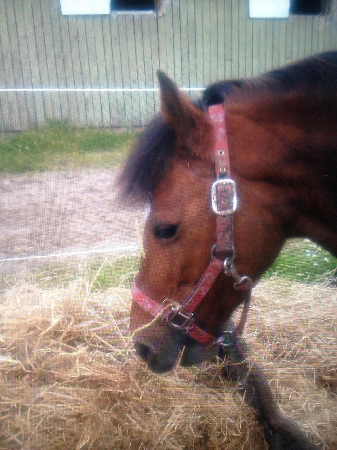 Welsh Pony af Cob-type (sec C) Miss Anton. ( Himmel hest ) billede 11