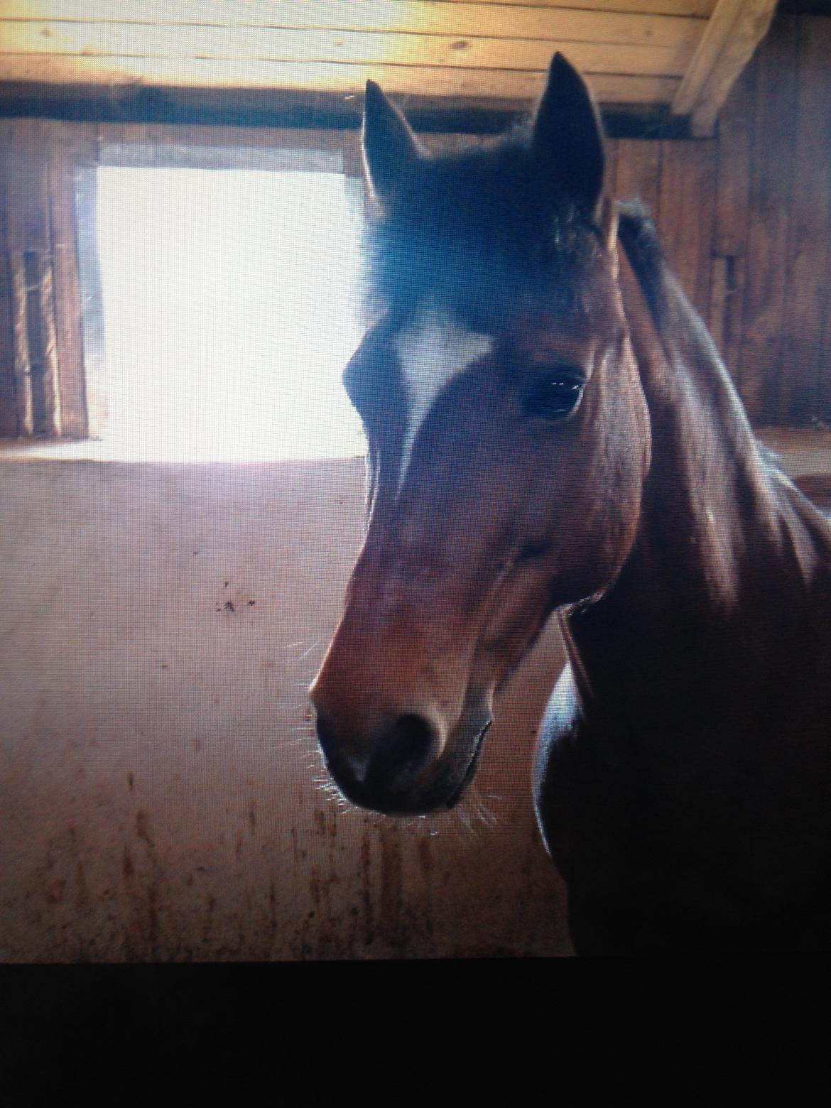 Welsh Pony af Cob-type (sec C) Miss Anton. ( Himmel hest ) billede 13