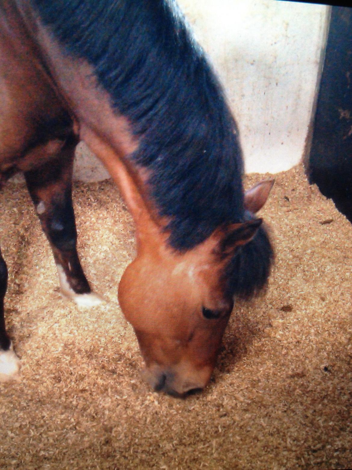 Welsh Pony af Cob-type (sec C) Miss Anton. ( Himmel hest ) billede 14