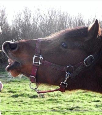 Welsh Pony af Cob-type (sec C) Miss Anton. ( Himmel hest ) - Ha ha ha. billede 15