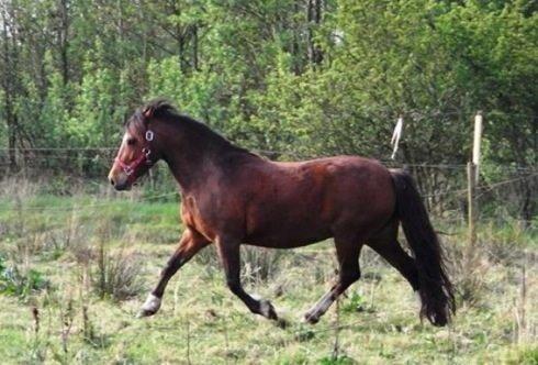 Welsh Pony af Cob-type (sec C) Miss Anton. ( Himmel hest ) billede 16