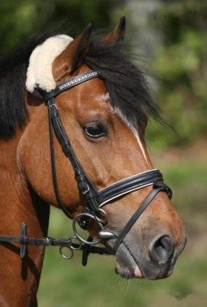 Welsh Pony af Cob-type (sec C) Miss Anton. ( Himmel hest ) billede 18