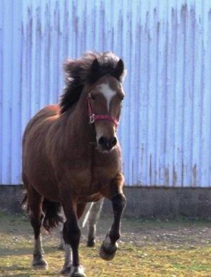 Welsh Pony af Cob-type (sec C) Miss Anton. ( Himmel hest ) billede 19