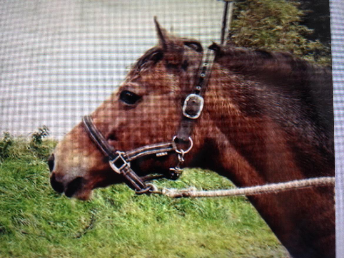 Welsh Pony af Cob-type (sec C) Miss Anton. ( Himmel hest ) - De siste minutter med hende. billede 10