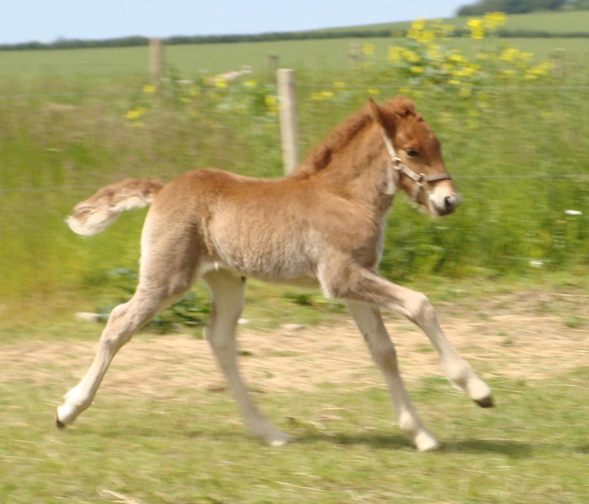 Islænder Litla Saga fra Østervang billede 4