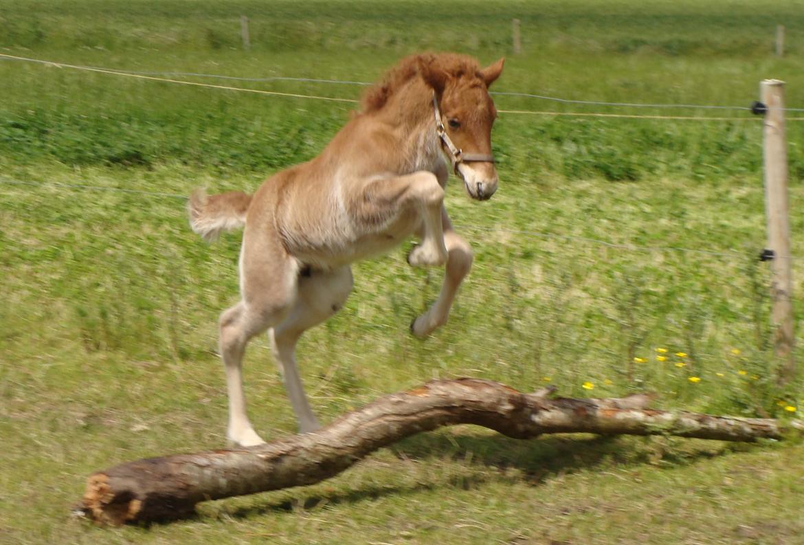 Islænder Litla Saga fra Østervang billede 3
