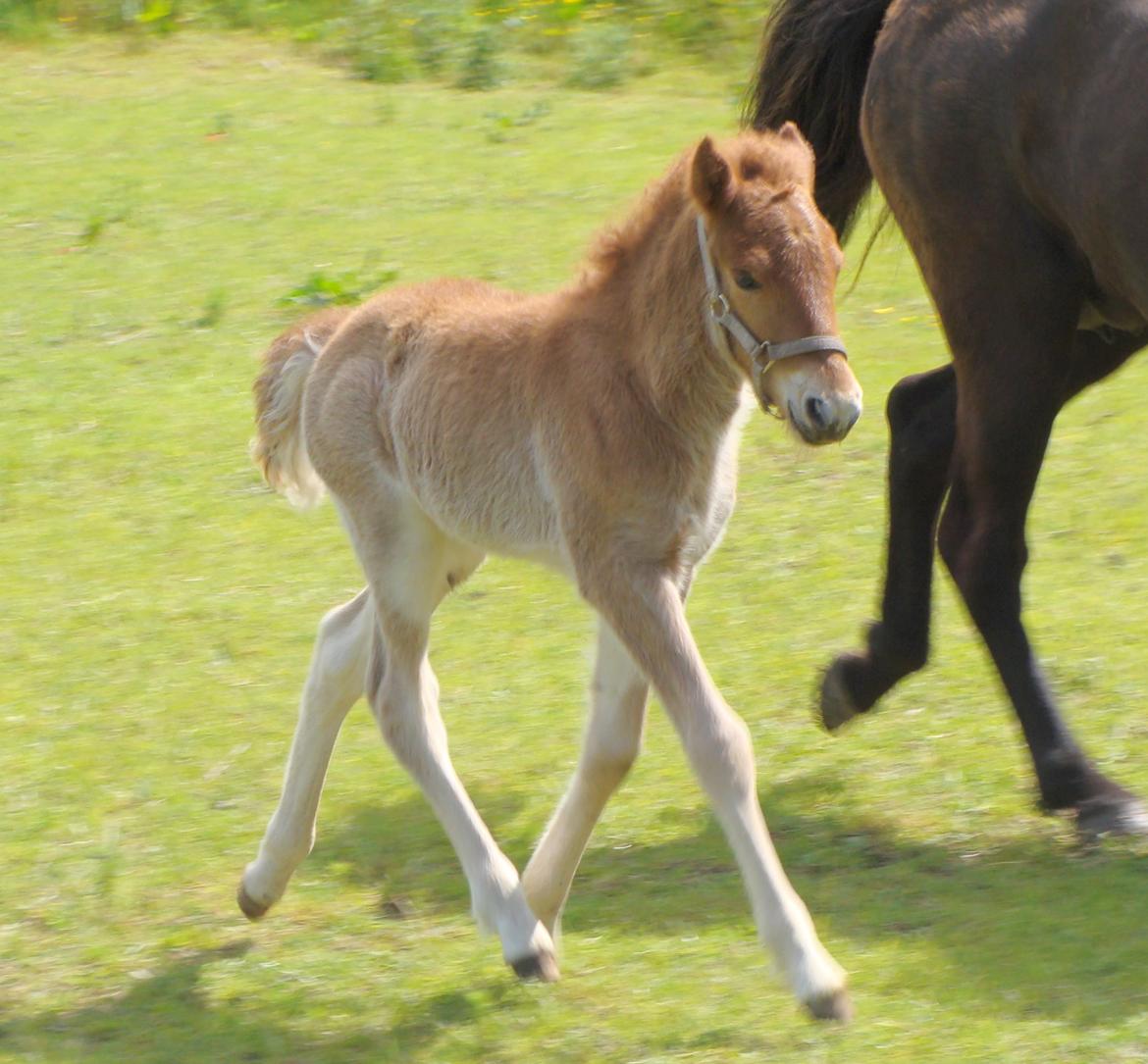Islænder Litla Saga fra Østervang billede 5