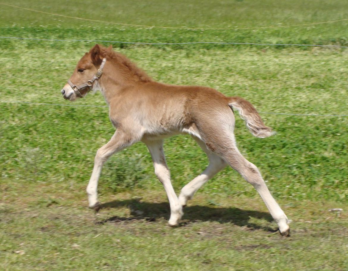 Islænder Litla Saga fra Østervang billede 7