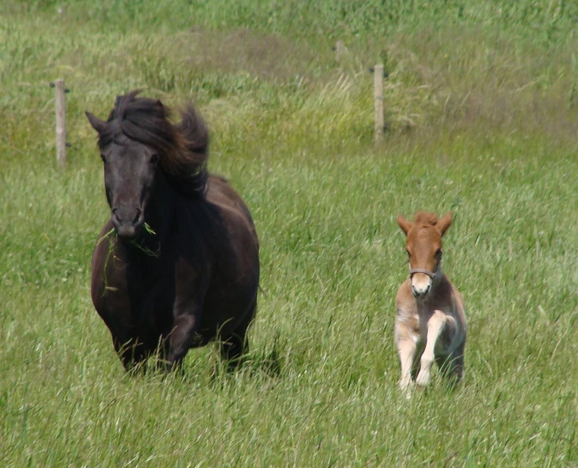 Islænder Litla Saga fra Østervang billede 8