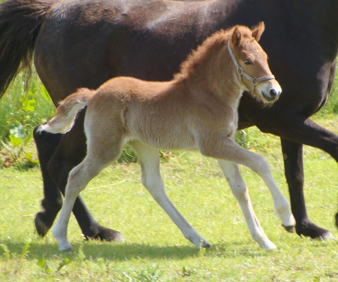 Islænder Litla Saga fra Østervang billede 6