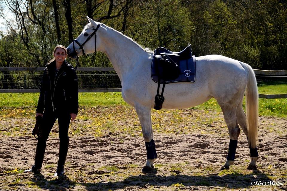 Trakehner Ingeborg Firfod billede 31