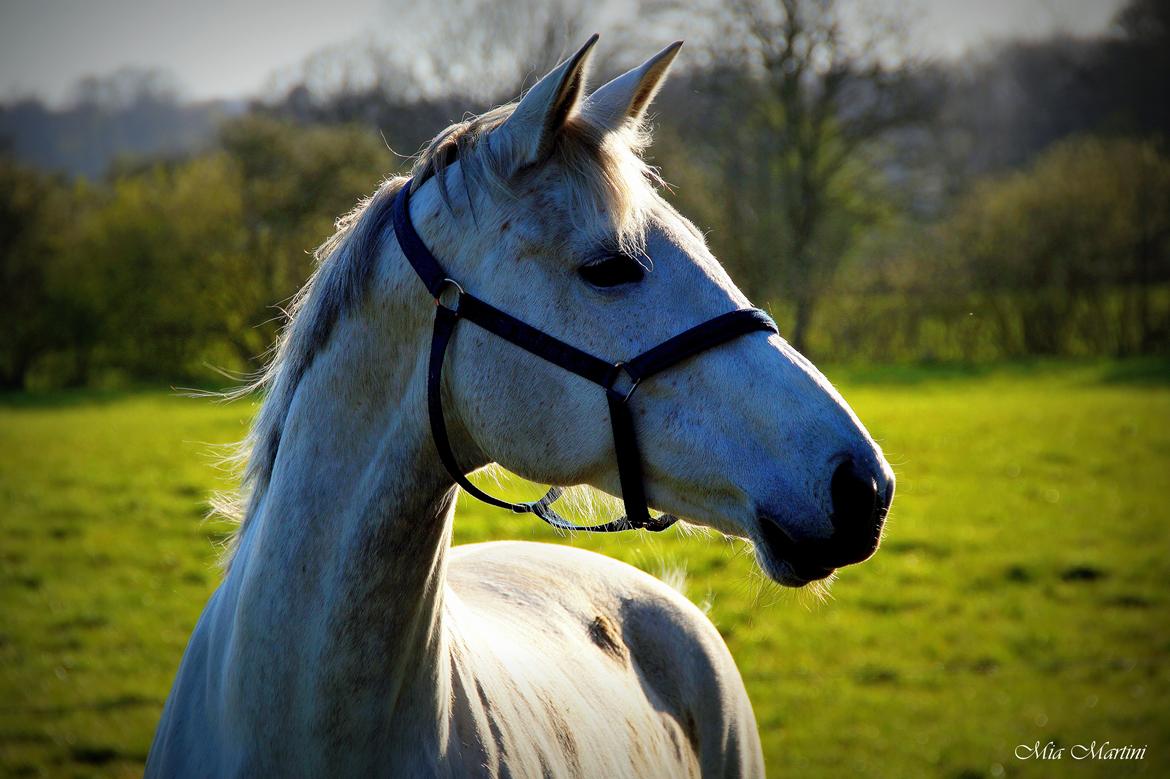 Trakehner Ingeborg Firfod billede 32