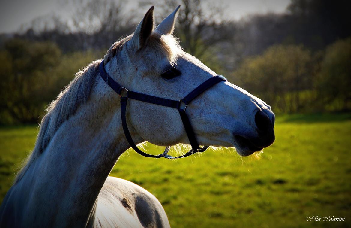 Trakehner Ingeborg Firfod billede 1
