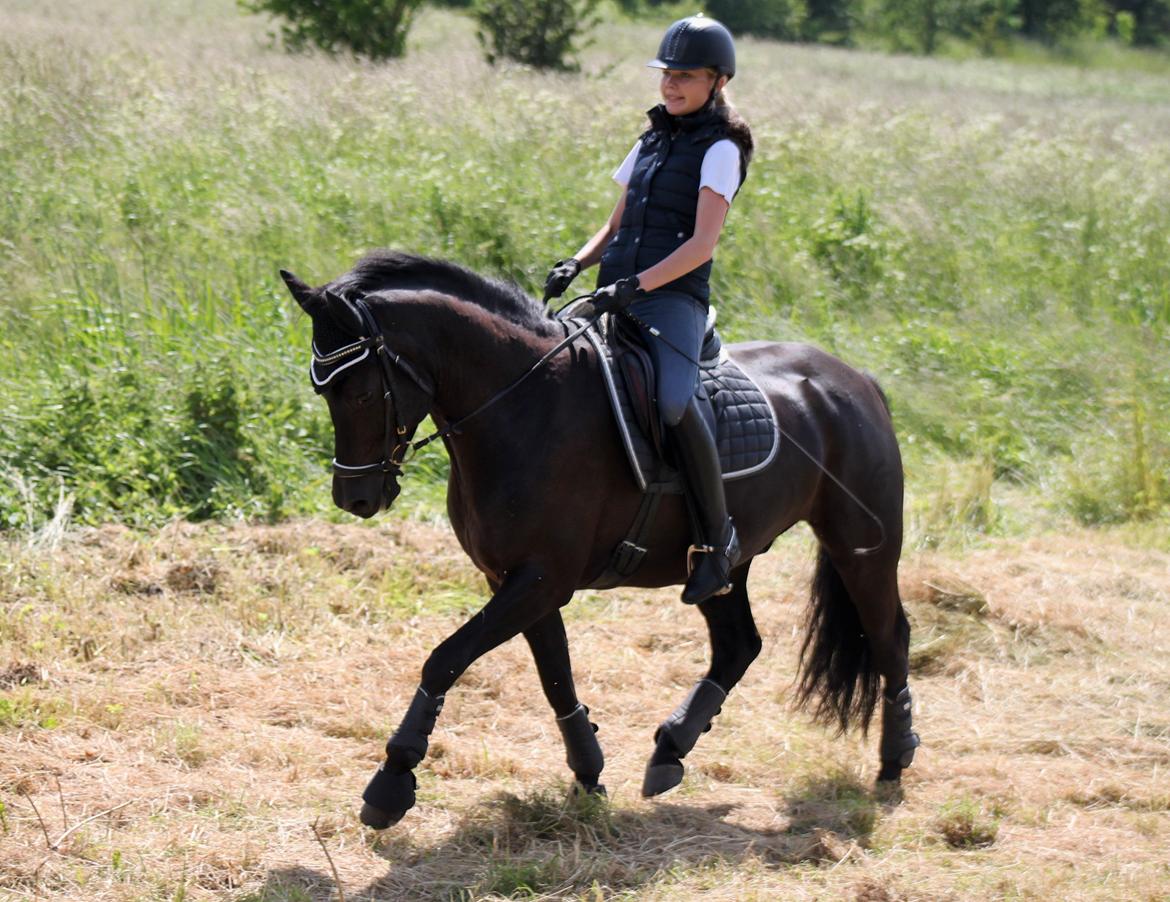 New Forest Hallinds Kaiser billede 16