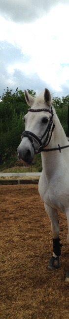 Anden særlig race Cirkeline *Tidligere lånepony* billede 11