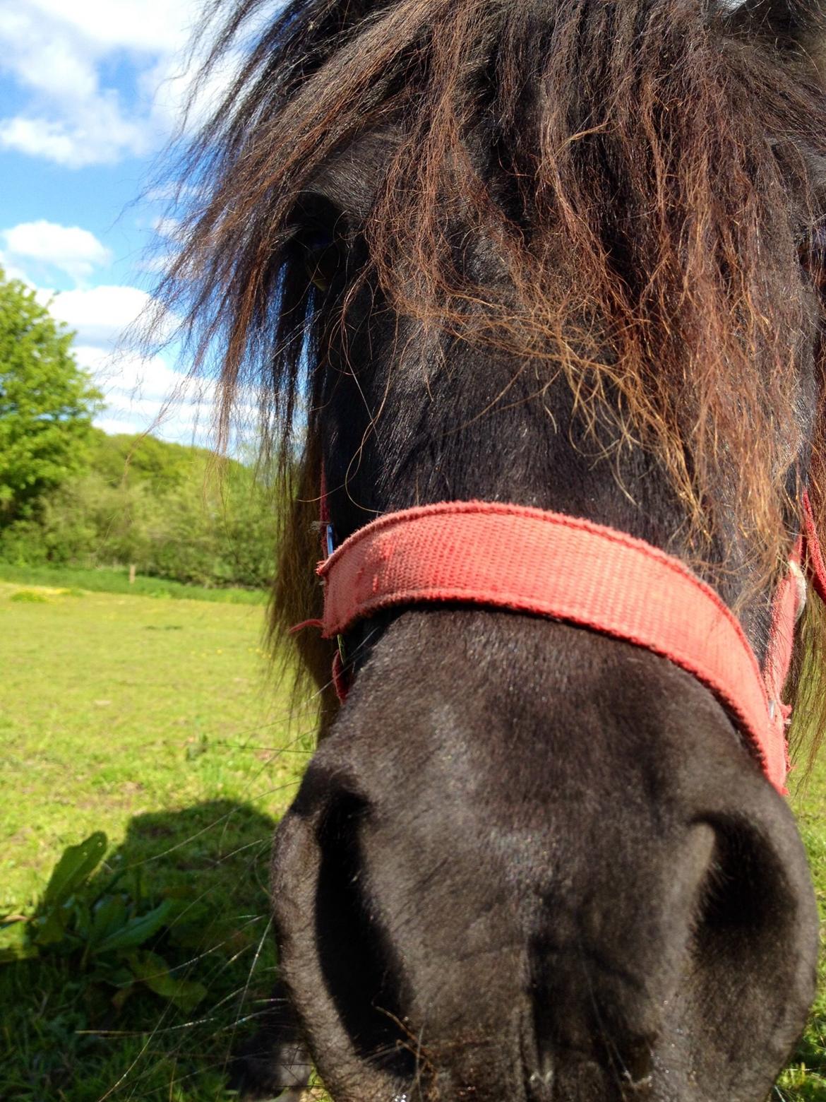 Shetlænder Mill Of Towie Country Lad - Lille Mulle en sommerdag. billede 1