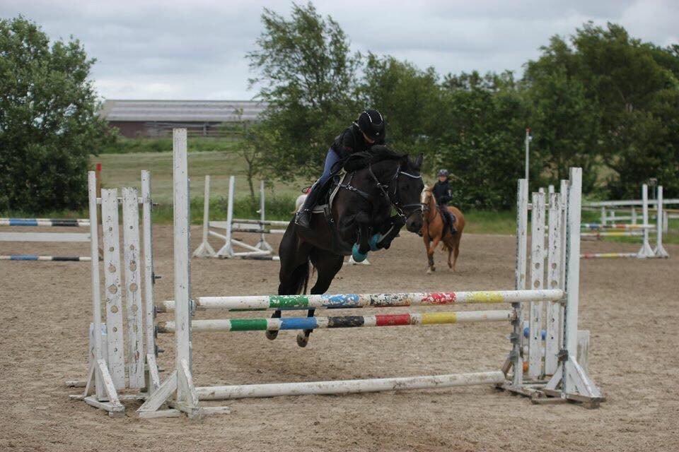 DSP Bakkegaarden's Mrs Magic billede 20