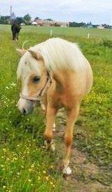 Welsh Mountain (sec A) pinkie pie billede 42