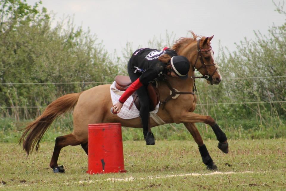 Anden særlig race Dilly  billede 5