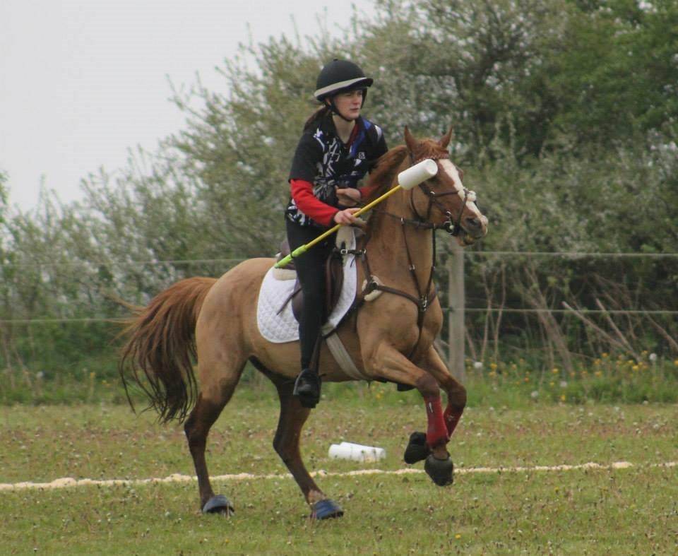 Anden særlig race Dilly  billede 11