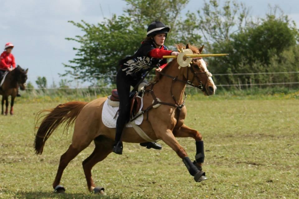 Anden særlig race Dilly  billede 1