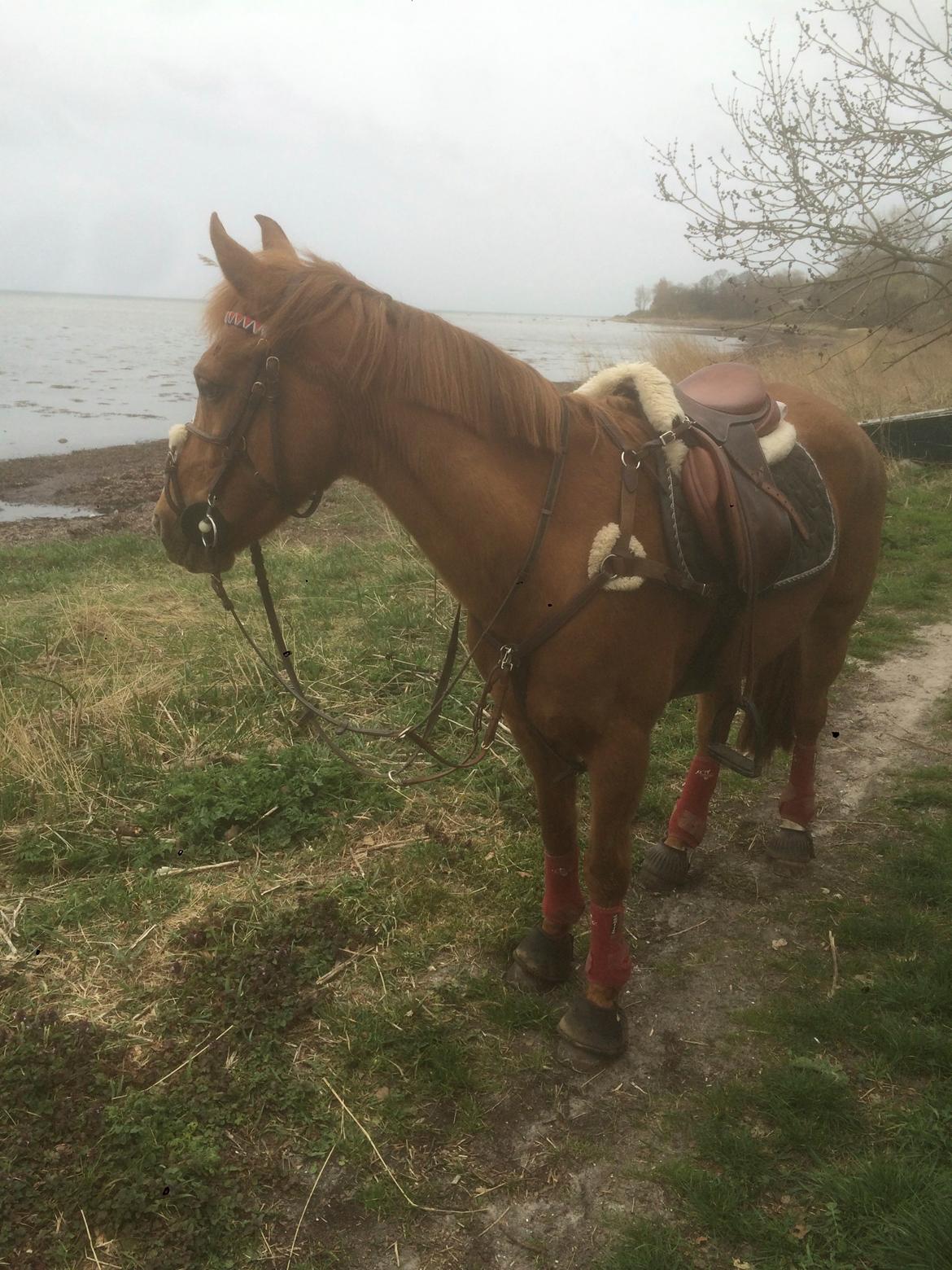 Anden særlig race Dilly  billede 4