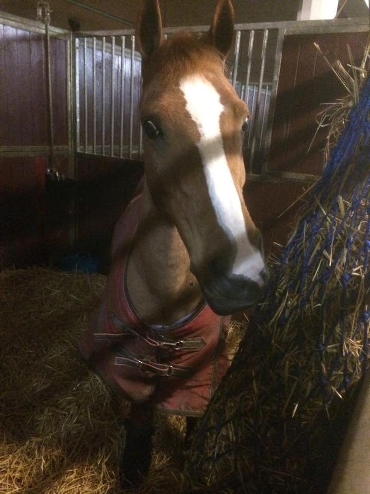 Anden særlig race Dilly  billede 2