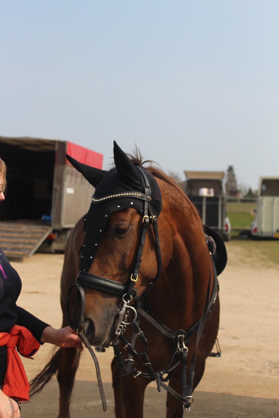 Anden særlig race Top  murdoch billede 6