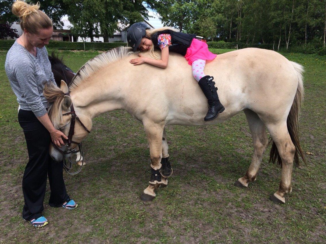 Fjordhest Munkegårdens sille billede 13
