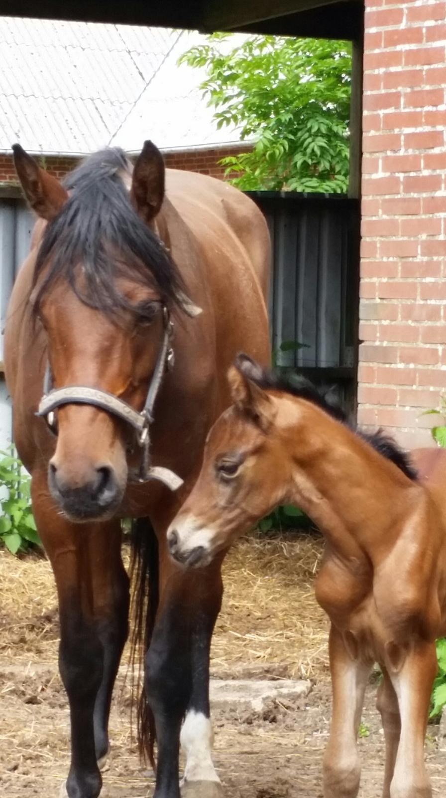 DSP Bjerring's Isis billede 4