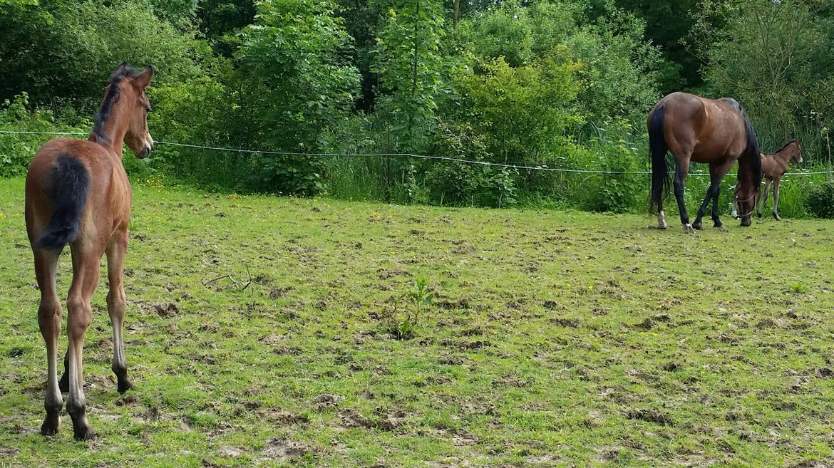 DSP Bjerring's Isis - første gang de er på samme mark og isis har allerede en storker ;-) billede 6