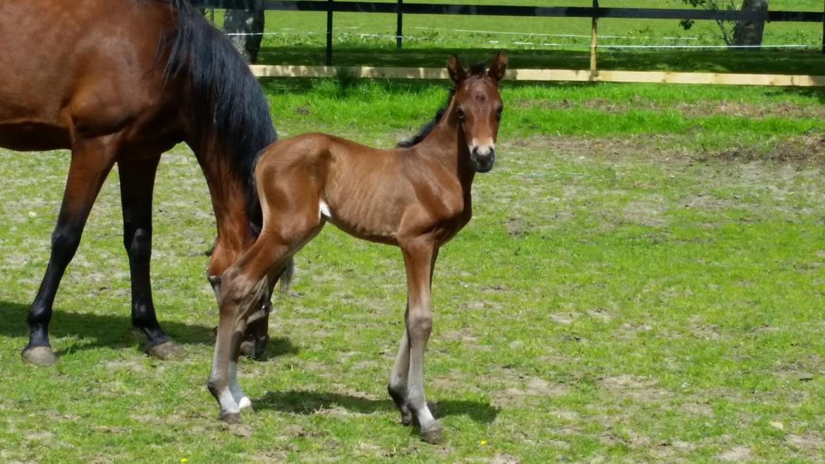 DSP Bjerring's Isis - 2 dage gammel billede 2