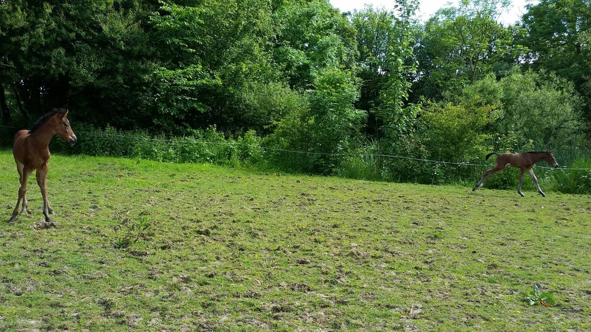 DSP Bjerring's Isis - hjææælp moooorrr den følle kigger på mig sig den skal lade være  billede 5