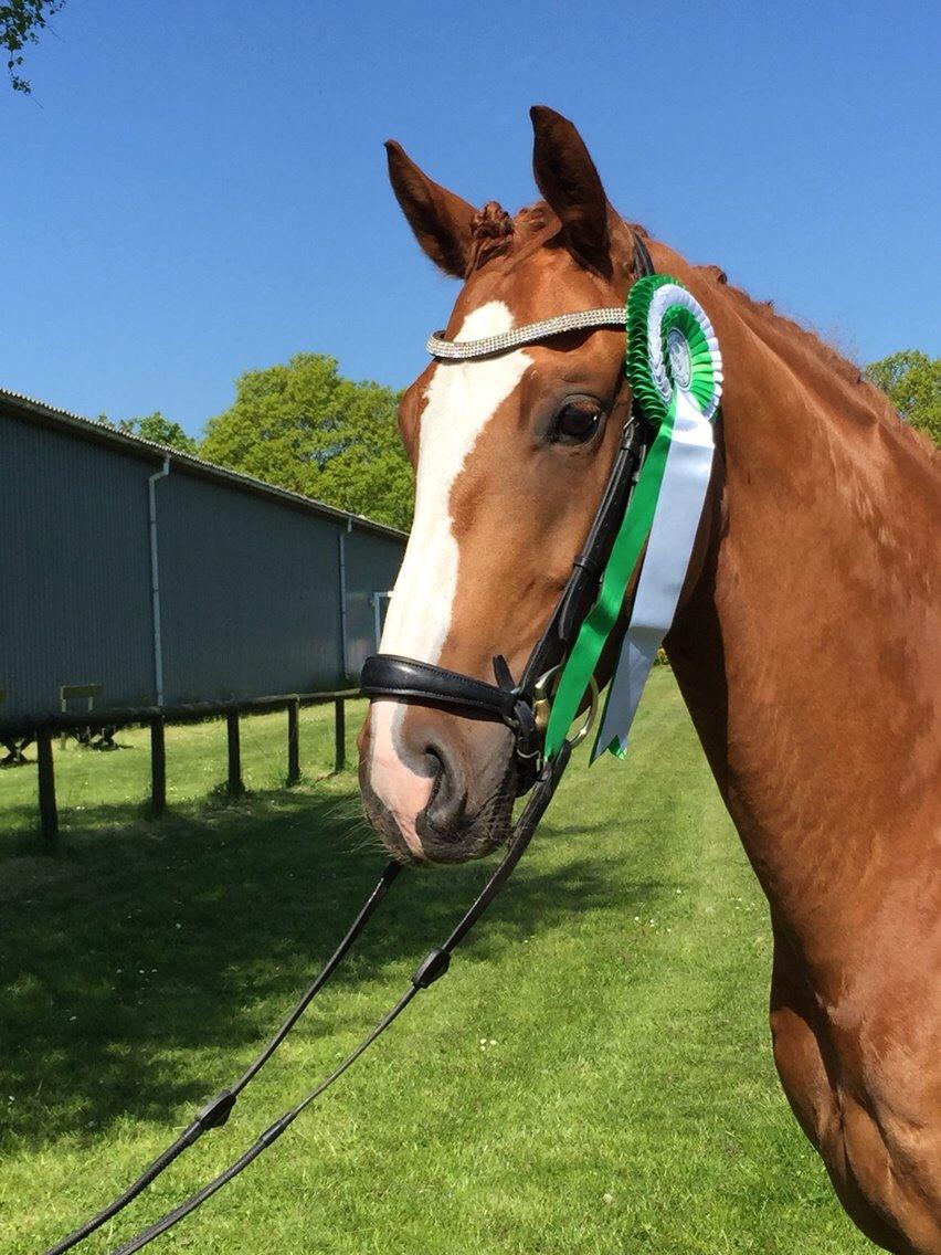 Dansk Varmblod Koustruplund's Donatello billede 2