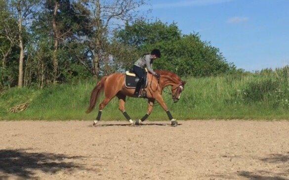 Dansk Varmblod Koustruplund's Donatello billede 4