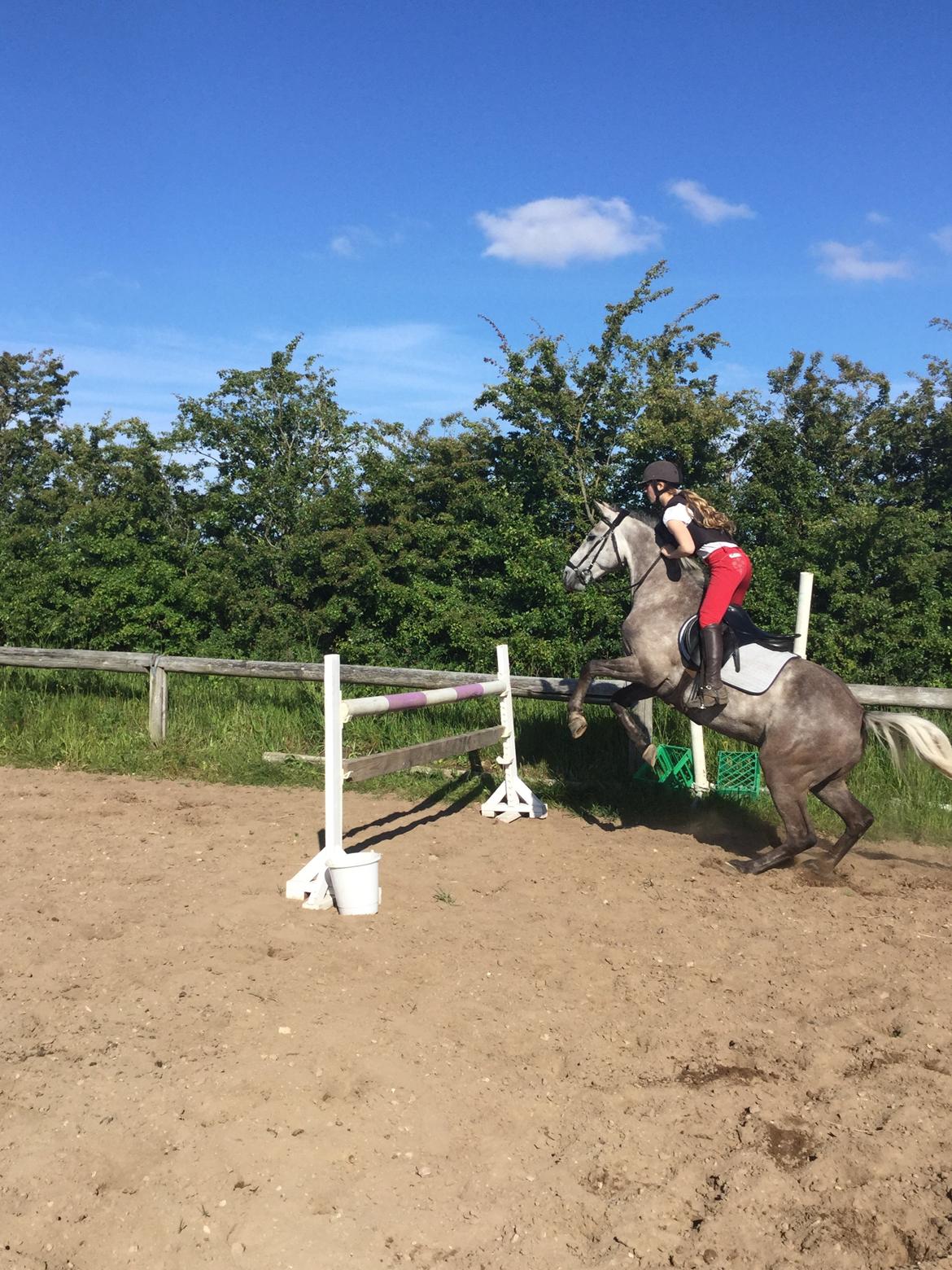 Anden særlig race Alfred (Maccoy) Min nye springpony<3 - Havde haft Maccoy i 6 dage, og vi sprang allerede 110cm med overskud til 120cm billede 26