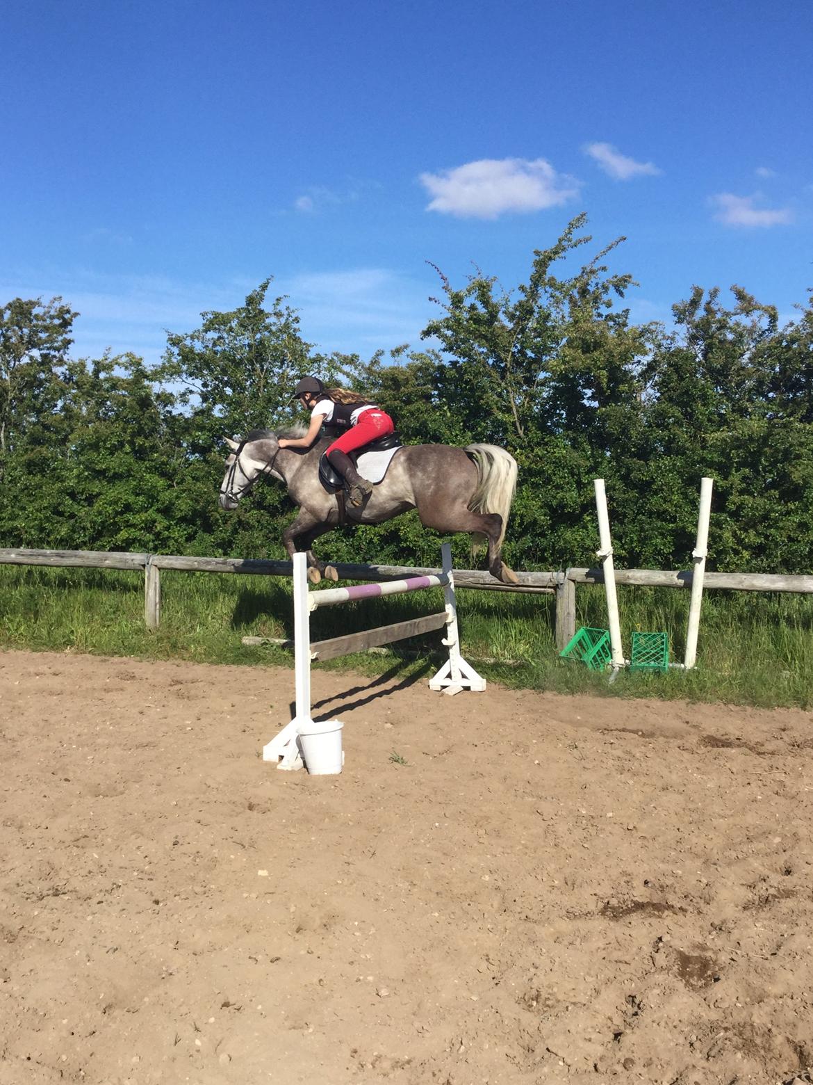 Anden særlig race Alfred (Maccoy) Min nye springpony<3 - Havde haft Maccoy i 6 dage, og vi sprang allerede 110cm med overskud til 120cm (Vi sprang stolpe ud!) billede 27