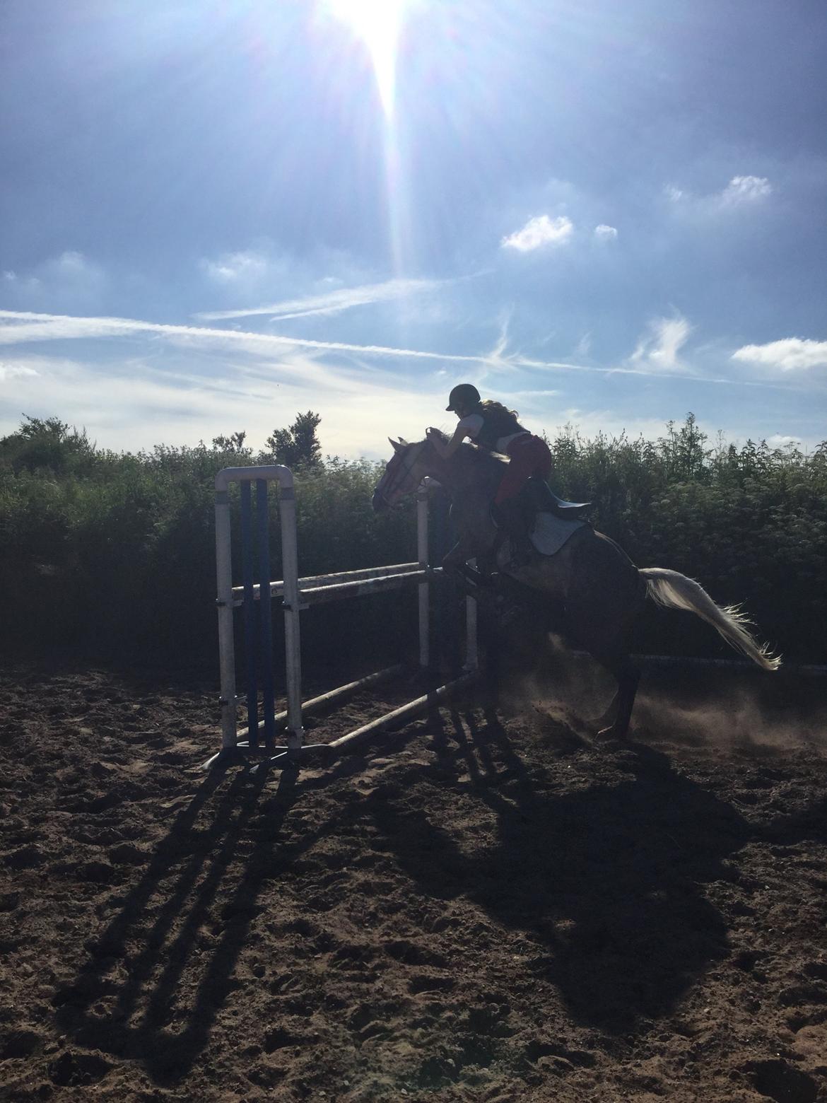 Anden særlig race Alfred (Maccoy) Min nye springpony<3 - Havde haft Maccoy i 6 dage, og vi sprang allerede 110cm med overskud til 120cm billede 29