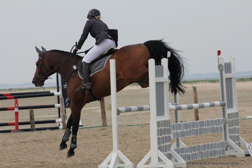 Polsk Varmblod KMS QUERIDO - Rømø Beach Jump billede 20