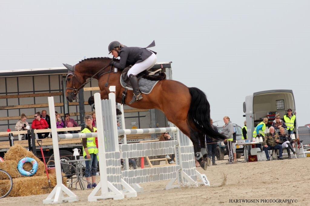 Polsk Varmblod KMS QUERIDO - Rømø Beach Jump billede 21