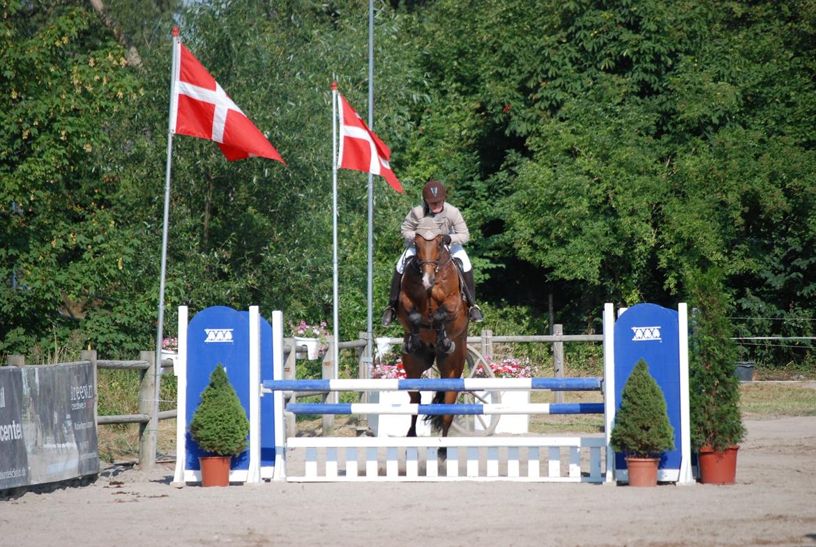 Polsk Varmblod KMS QUERIDO - KAR Open - Karlslunde Rideklub billede 3