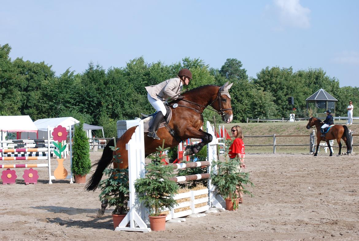 Polsk Varmblod KMS QUERIDO - KAR Open -. Karlslunde Rideklub billede 4