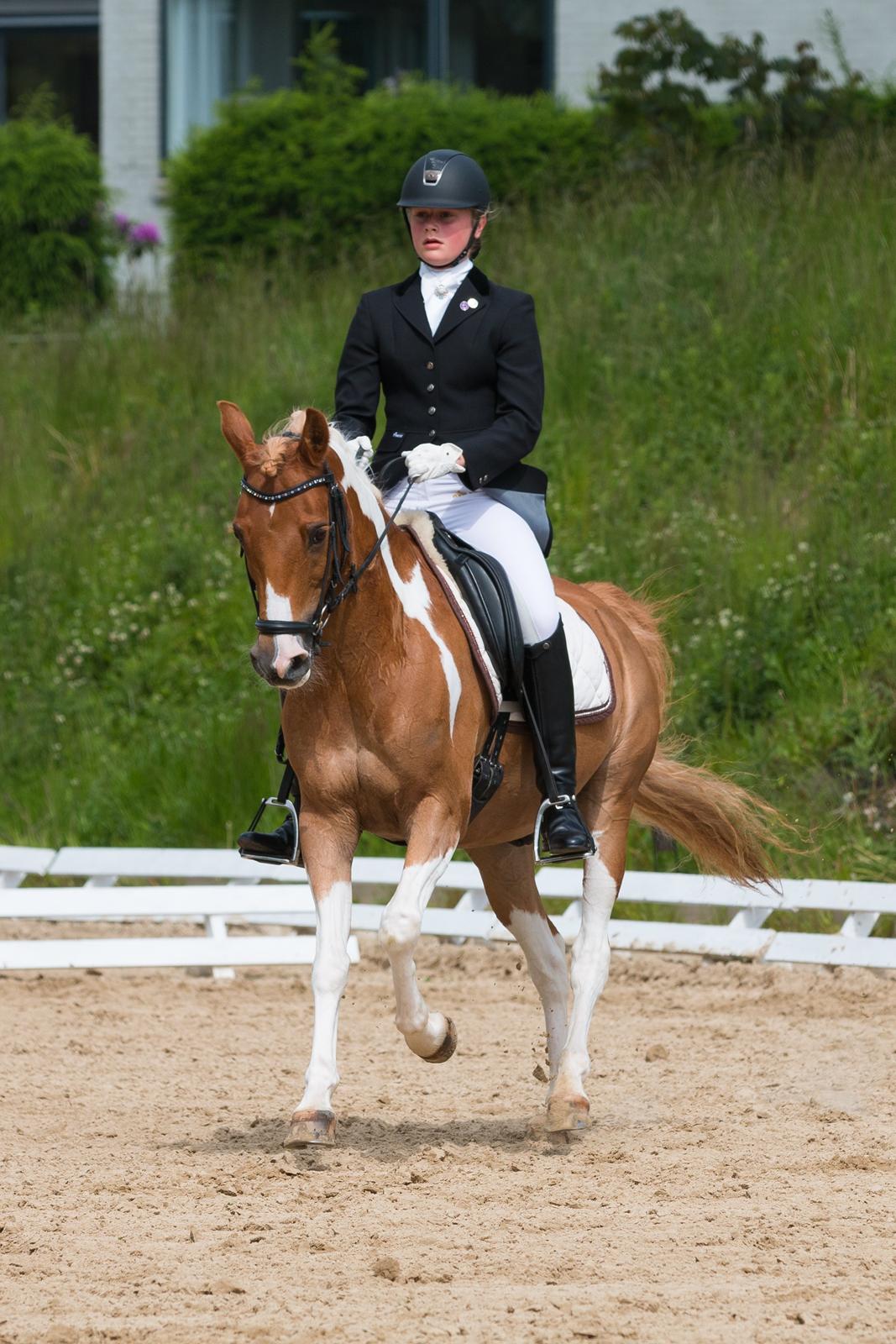 Pinto Araber Felix B-pony og 1/3 A-pony billede 13